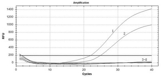 Primers, probe, kit and method for detecting lycoris radiata mealybug based on fluorescent quantitative PCR