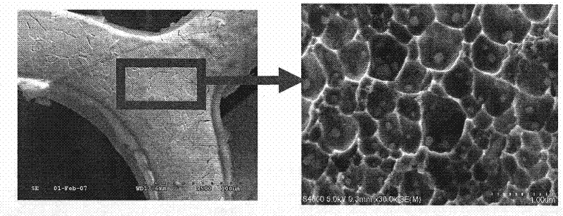 Medical apparatus carrying gene and/or medicament and preparation method thereof