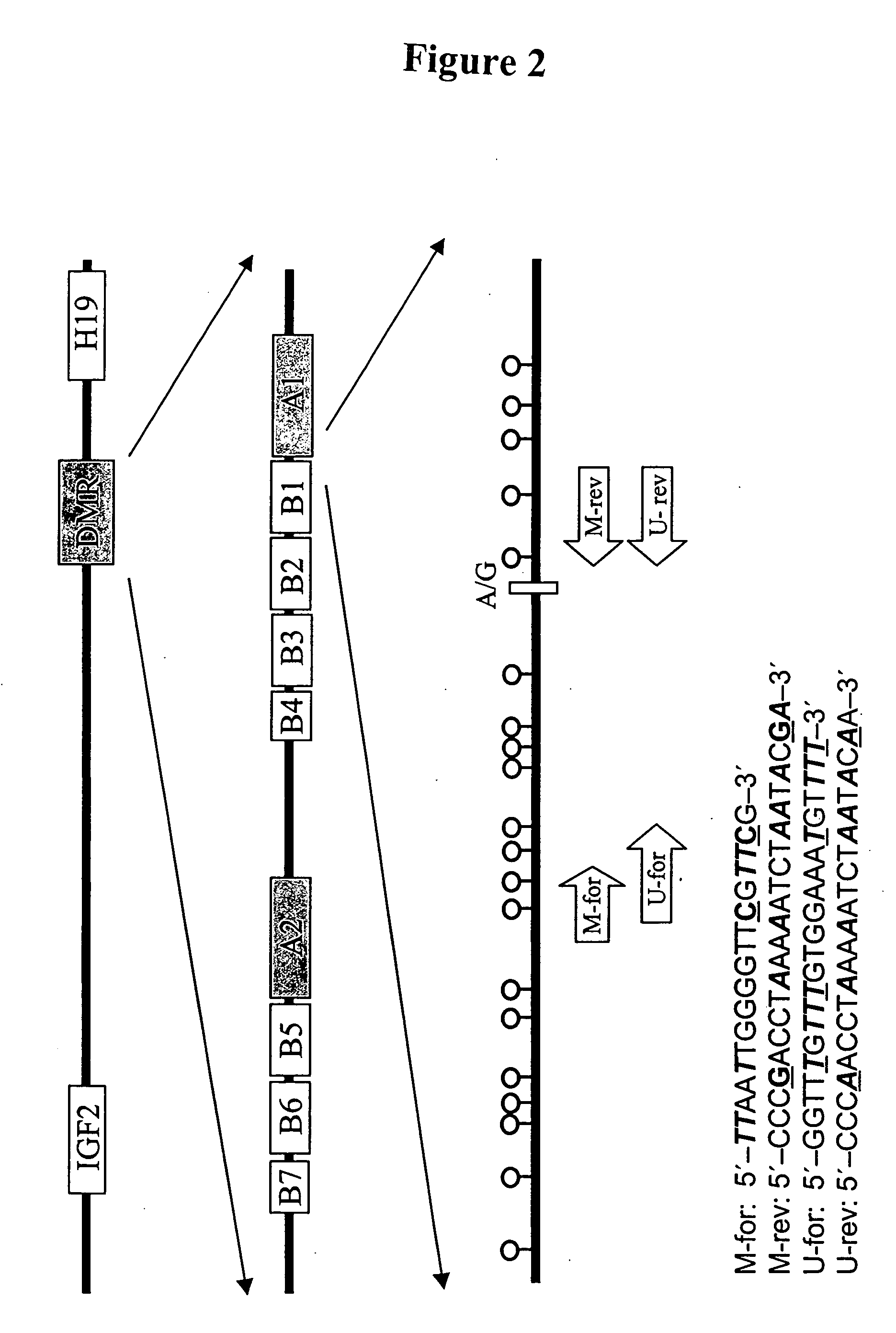 Methods for detecting DNA originating from different individuals