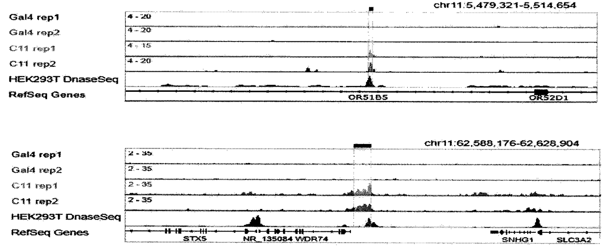 Method for identifying and analyzing specific genomic locus interaction DNAs on basis of CRISPR/cas9 and peroxidase APEX2 system