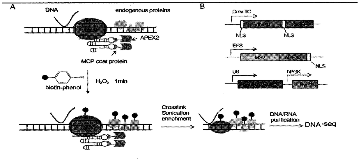 Method for identifying and analyzing specific genomic locus interaction DNAs on basis of CRISPR/cas9 and peroxidase APEX2 system