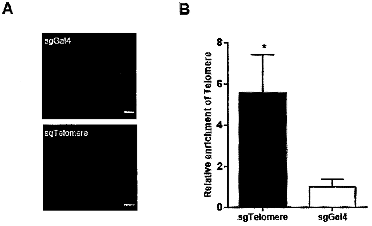 Method for identifying and analyzing specific genomic locus interaction DNAs on basis of CRISPR/cas9 and peroxidase APEX2 system