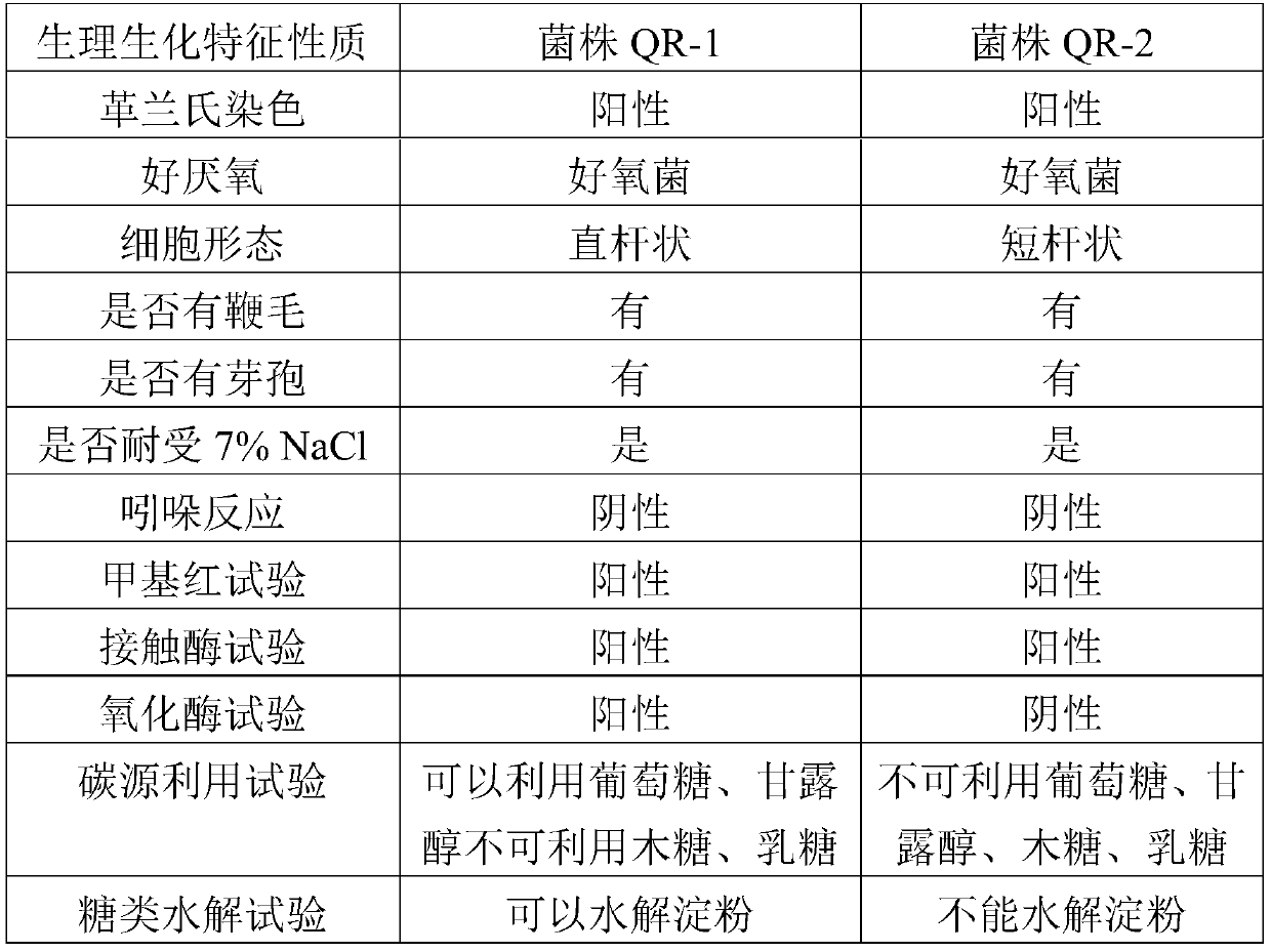 Microorganism useful for improving saline-alkali soil, microbial agent and microbial improver for saline-alkali soil