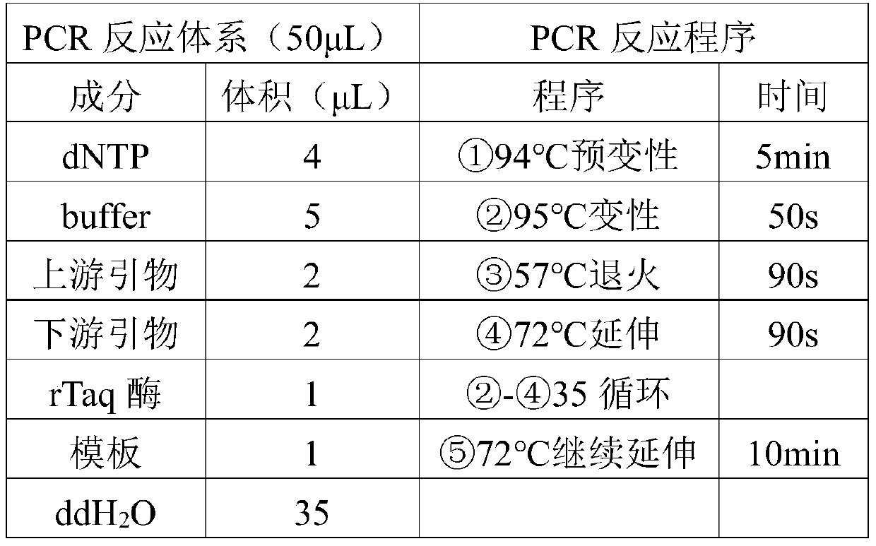 Microorganism useful for improving saline-alkali soil, microbial agent and microbial improver for saline-alkali soil