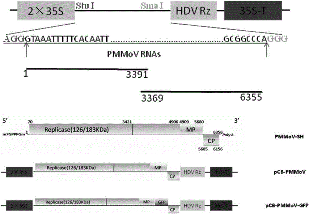 Infectious clone vector of pepper mild mottle virus, agrobacterium tumefaciens strain, method for preparing same and application of infectious clone vector