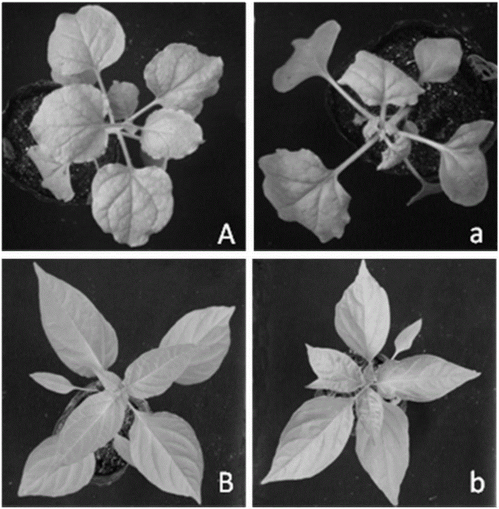 Infectious clone vector of pepper mild mottle virus, agrobacterium tumefaciens strain, method for preparing same and application of infectious clone vector