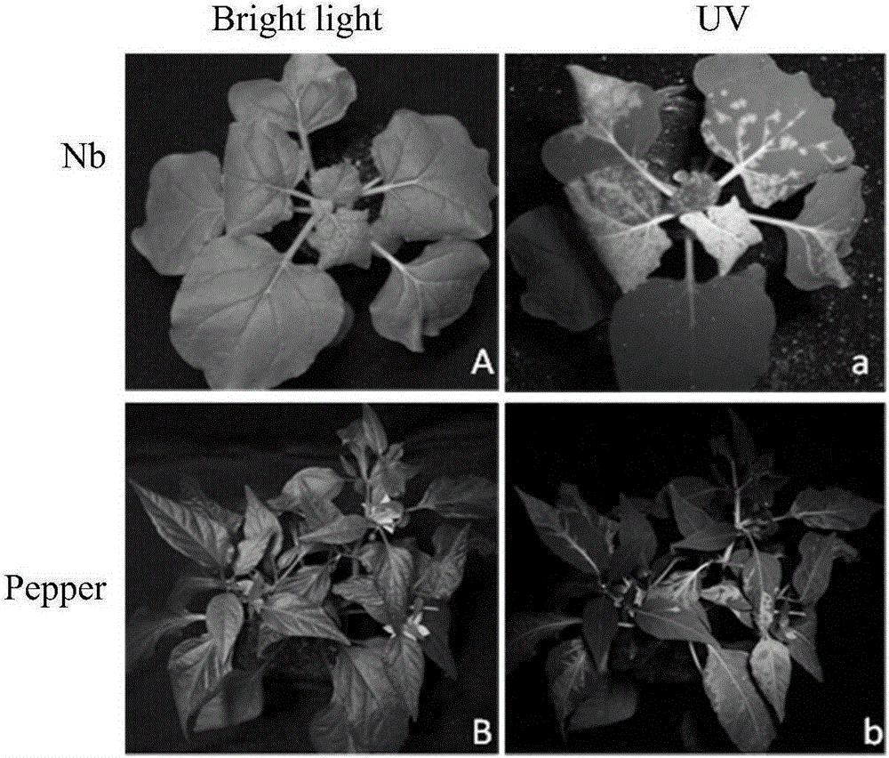 Infectious clone vector of pepper mild mottle virus, agrobacterium tumefaciens strain, method for preparing same and application of infectious clone vector