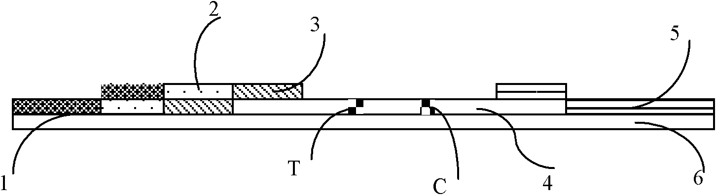 Fluorescent immune chromatographic test strip for quantitively detecting troponin I and preparation method thereof