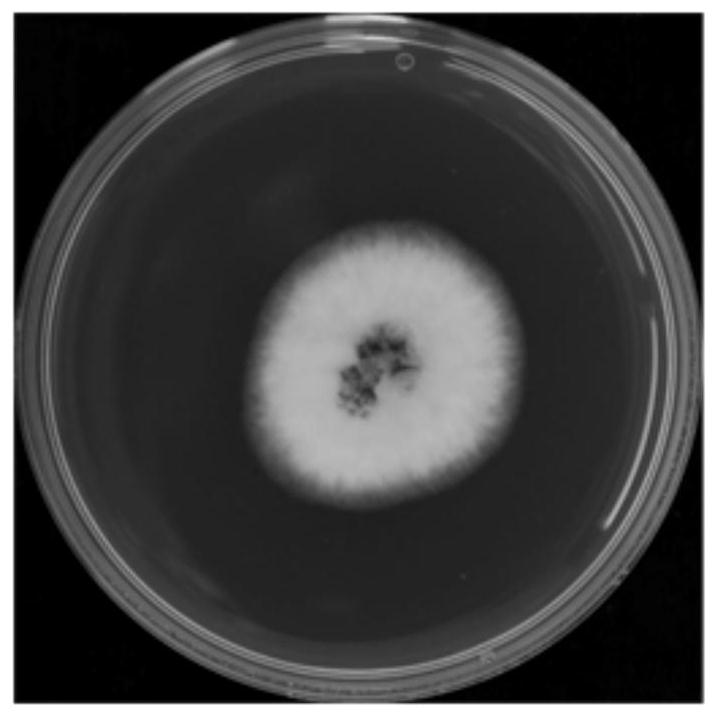 Talaromyces purpureogenus strain, biocontrol agent and application of Talaromyces purpureogenus strain