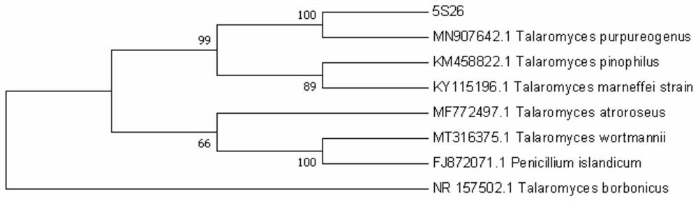 Talaromyces purpureogenus strain, biocontrol agent and application of Talaromyces purpureogenus strain