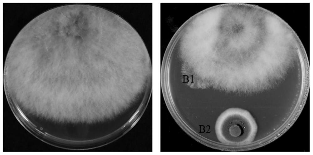 Talaromyces purpureogenus strain, biocontrol agent and application of Talaromyces purpureogenus strain