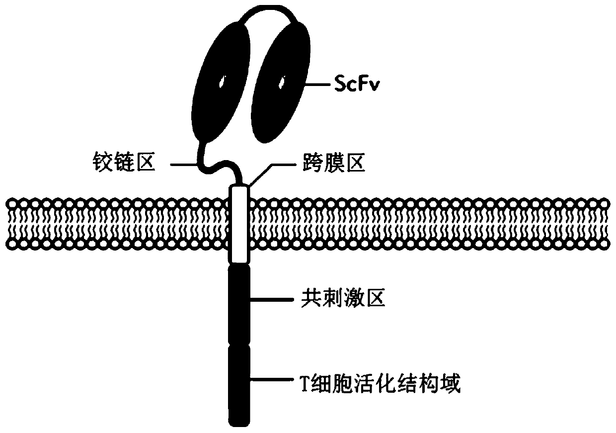 Chimeric antigen receptor targeting CD22 and application for chimeric antigen receptor