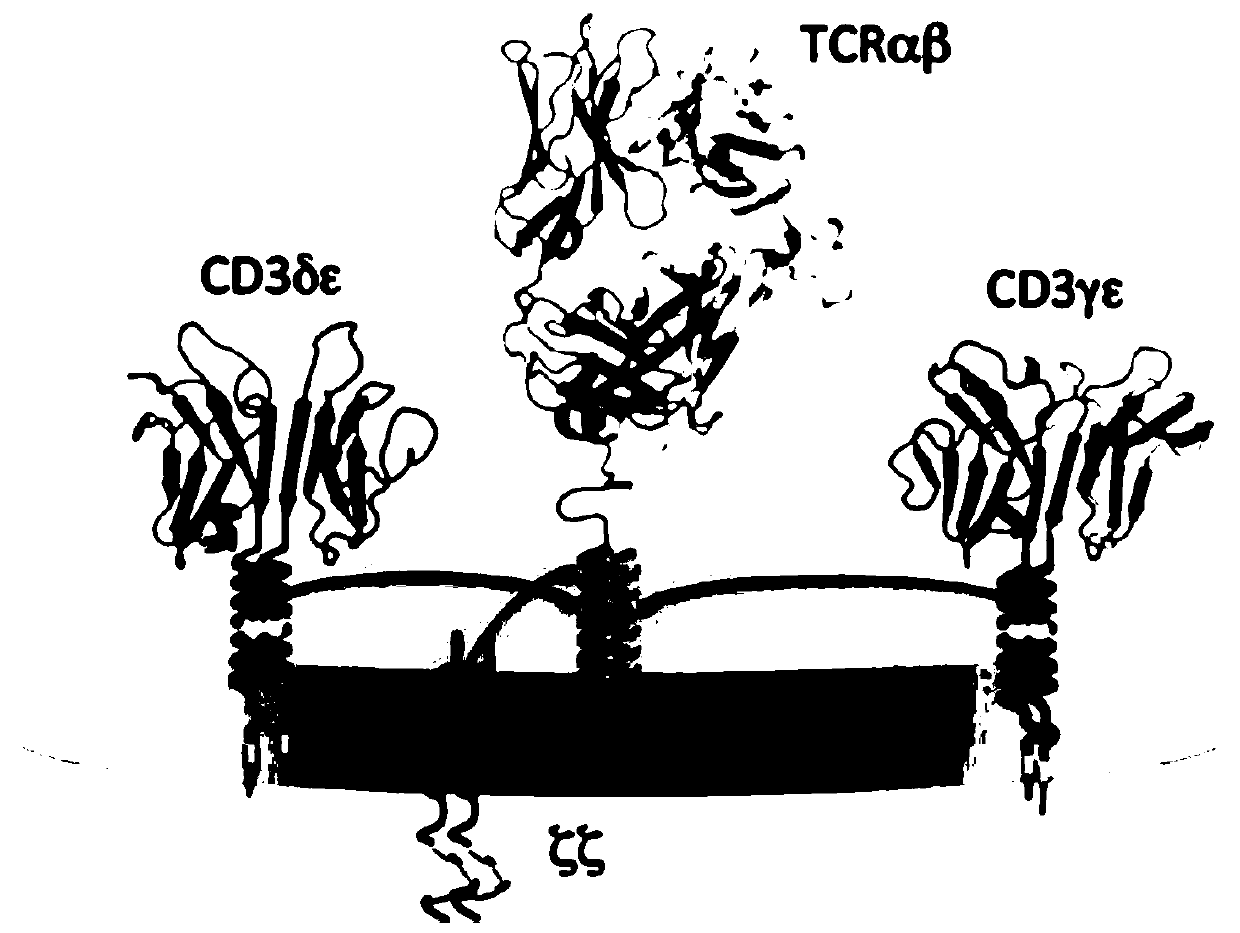 Chimeric antigen receptor targeting CD22 and application for chimeric antigen receptor