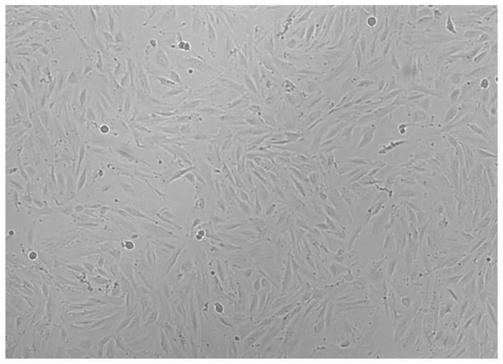 A method for culturing human umbilical cord blood mesenchymal stem cells