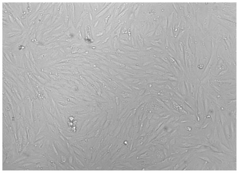 A method for culturing human umbilical cord blood mesenchymal stem cells