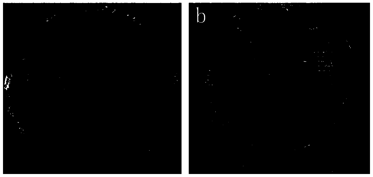 Transmission electron microscope carrier net capable of being produced in batches and preparation method of transmission electron microscope carrier net