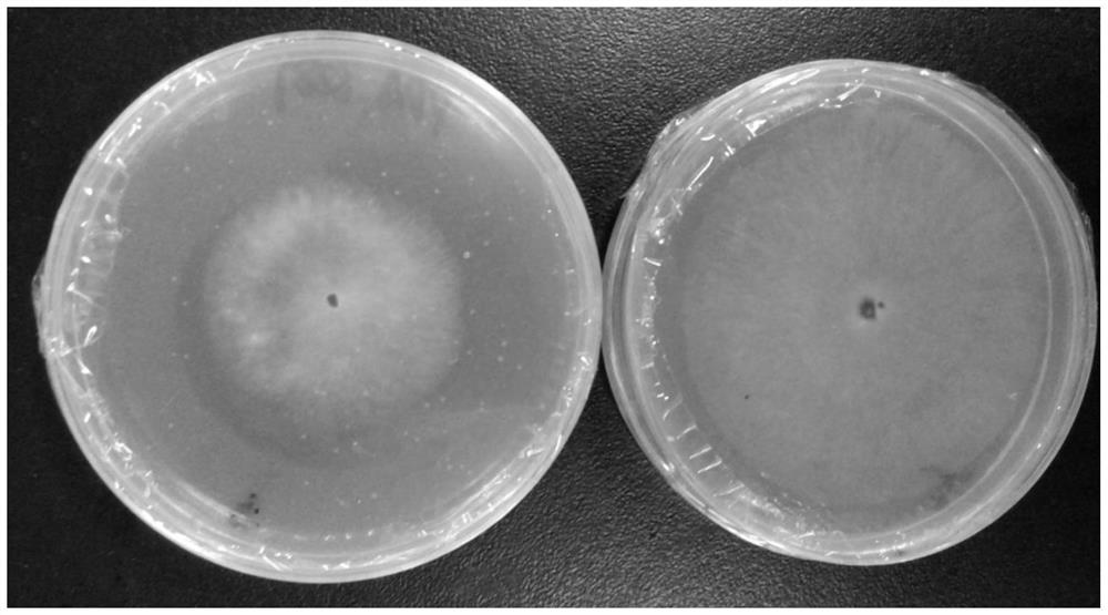 Application of a kind of acid protease in the preparation of anti-pathogenic bacteria preparation