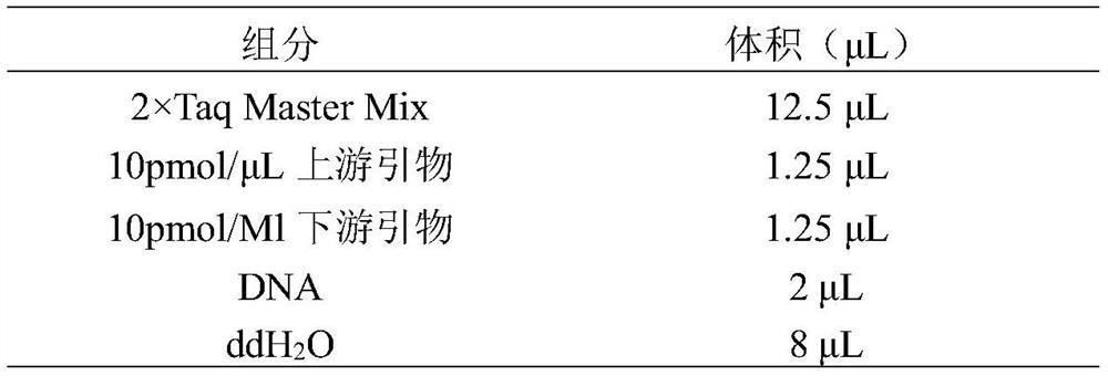 Method for improving meat production performance of beef cattle by using AKIRIN2 gene