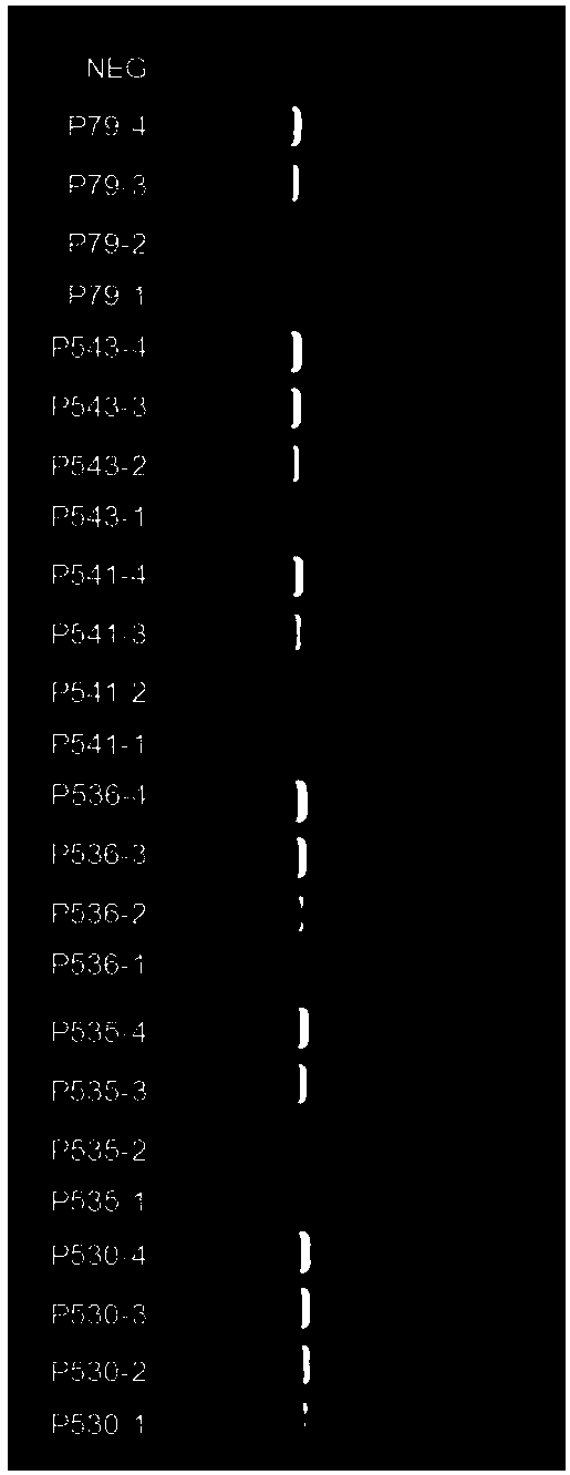 PCR (polymerase chain reaction) primer system for detection of HBV (hepatitis b virus) nucleoside analog drug-resistant mutation sites, method and application