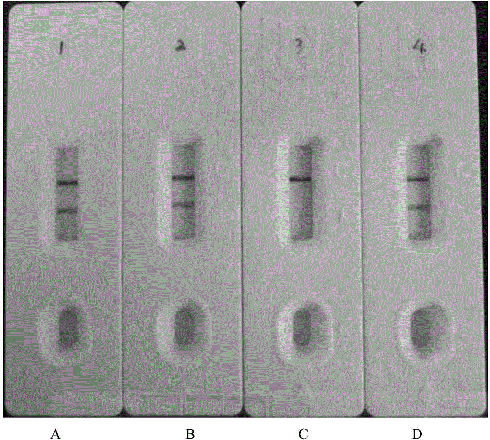 Immunoaffinity adsorbent enriched with chloramphenicol and/or chloramphenicol base and its preparation method and application