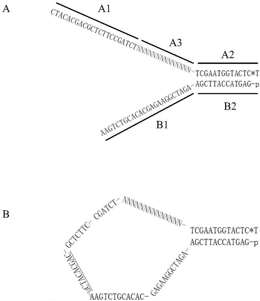 Adapter for next-generation sequencing