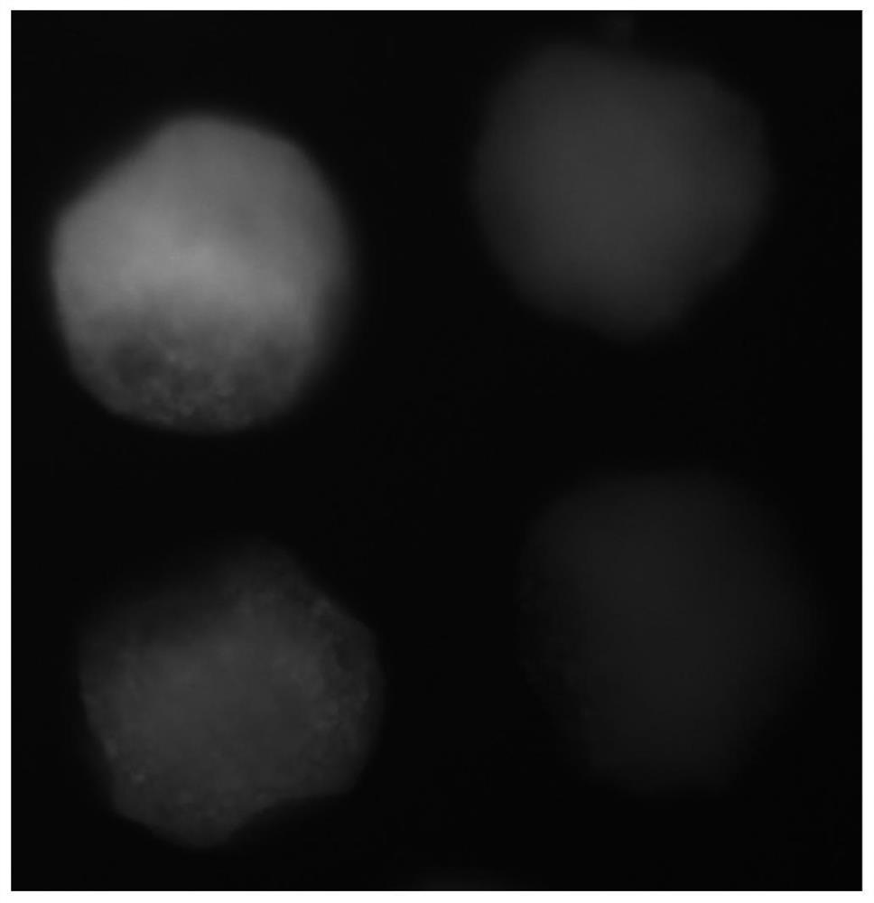 Oocyte in-vitro maturation culture solution additive and application thereof