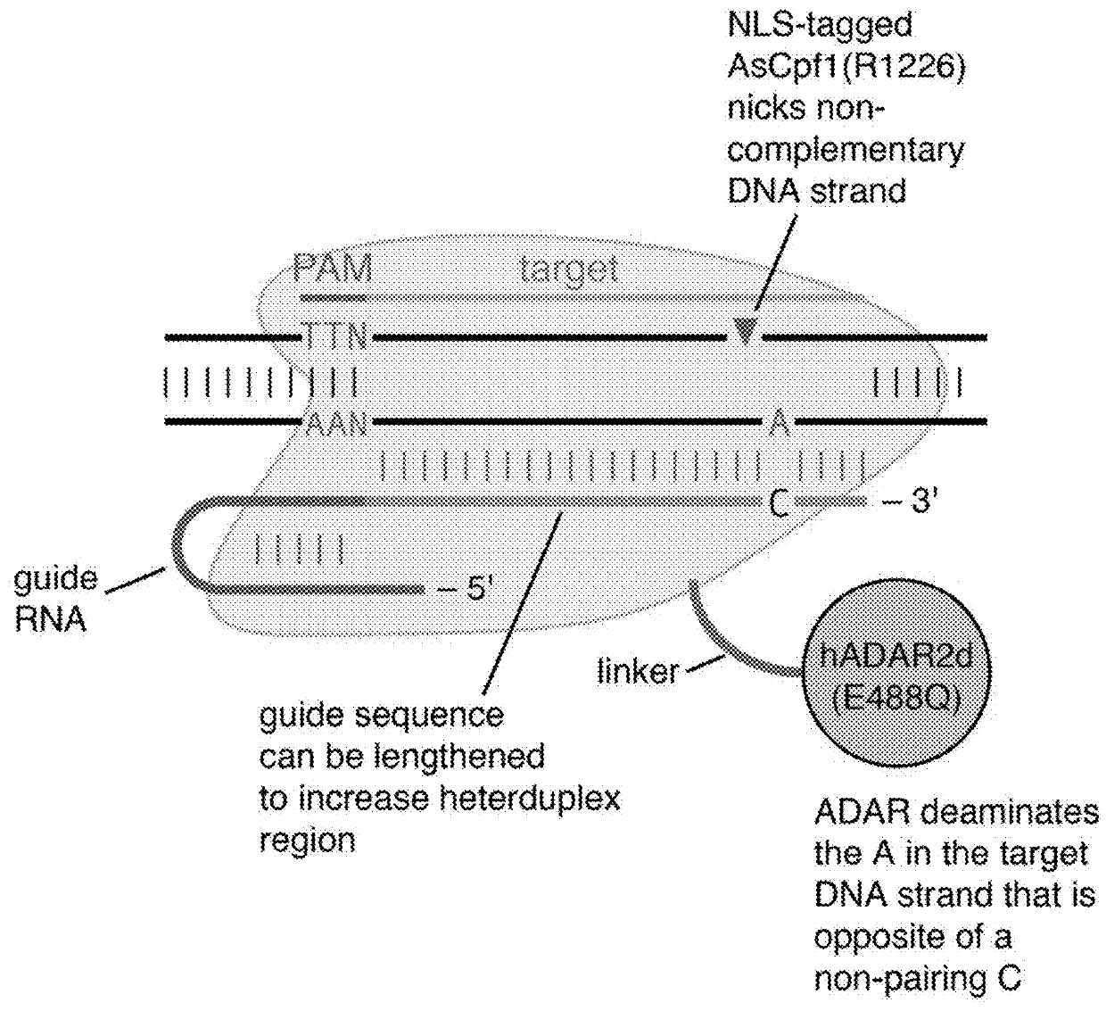 Systems, methods, and compositions for targeted nucleic acid editing