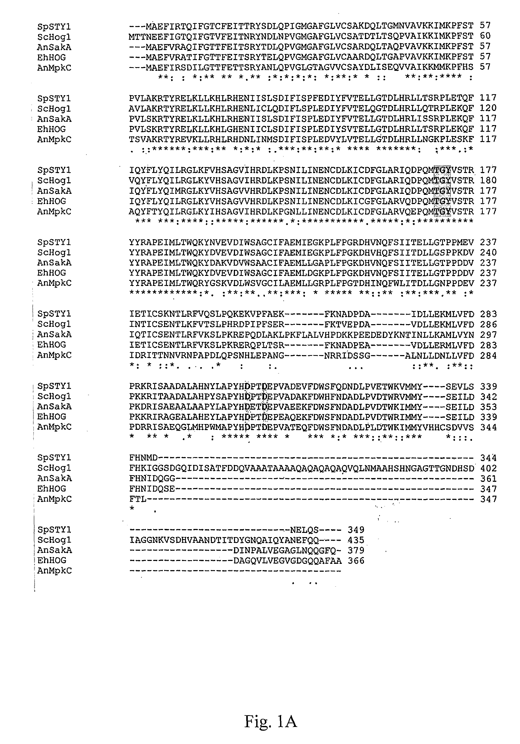 Stress Tolerant Organisms Expressing a Map Kinase Homologue