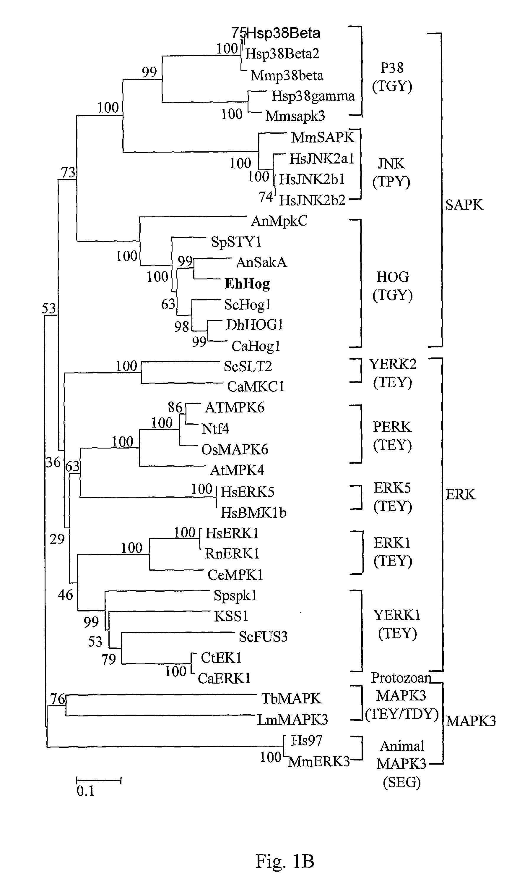 Stress Tolerant Organisms Expressing a Map Kinase Homologue