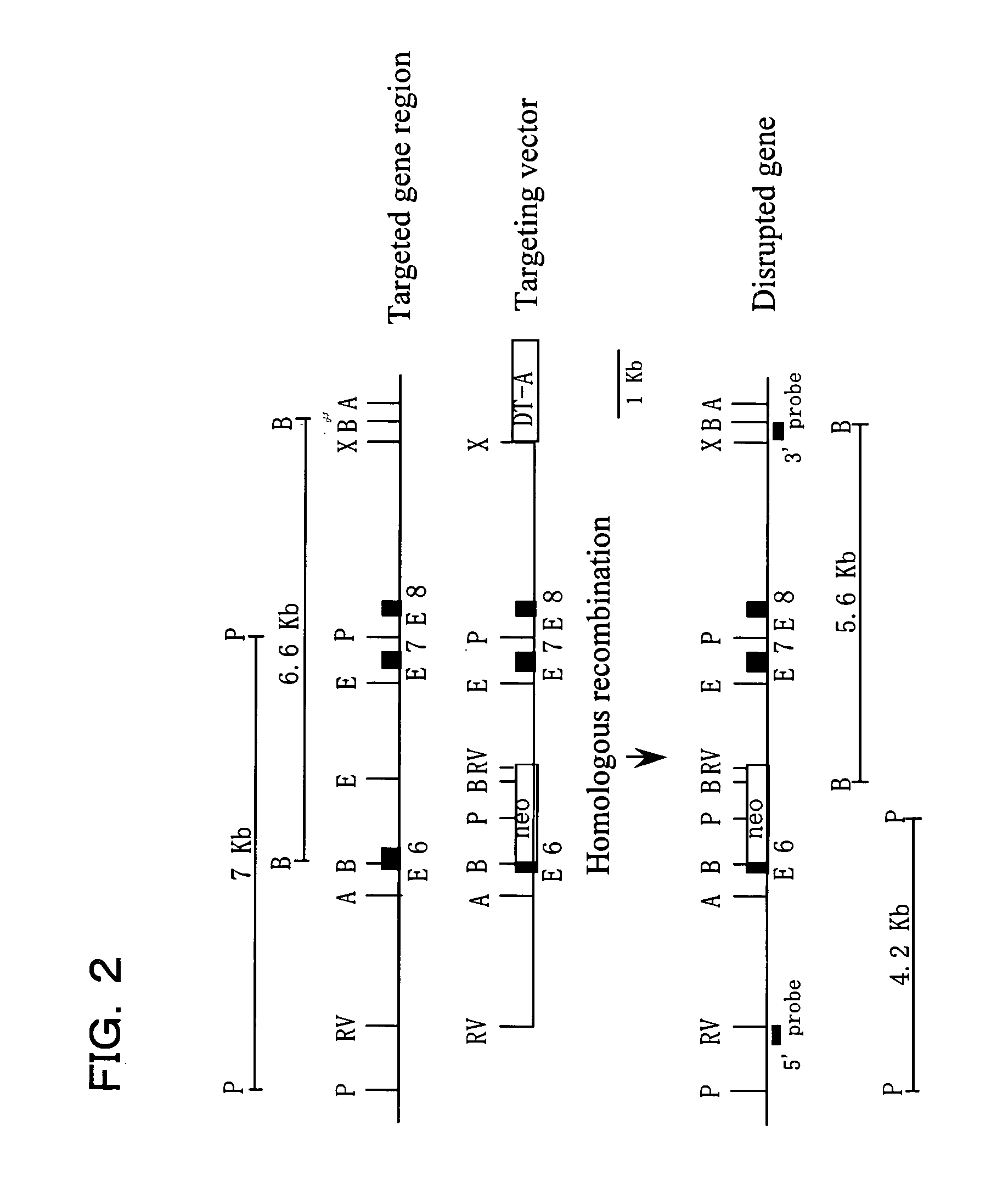 Mouse with deficiency of glutamate transporter glast function