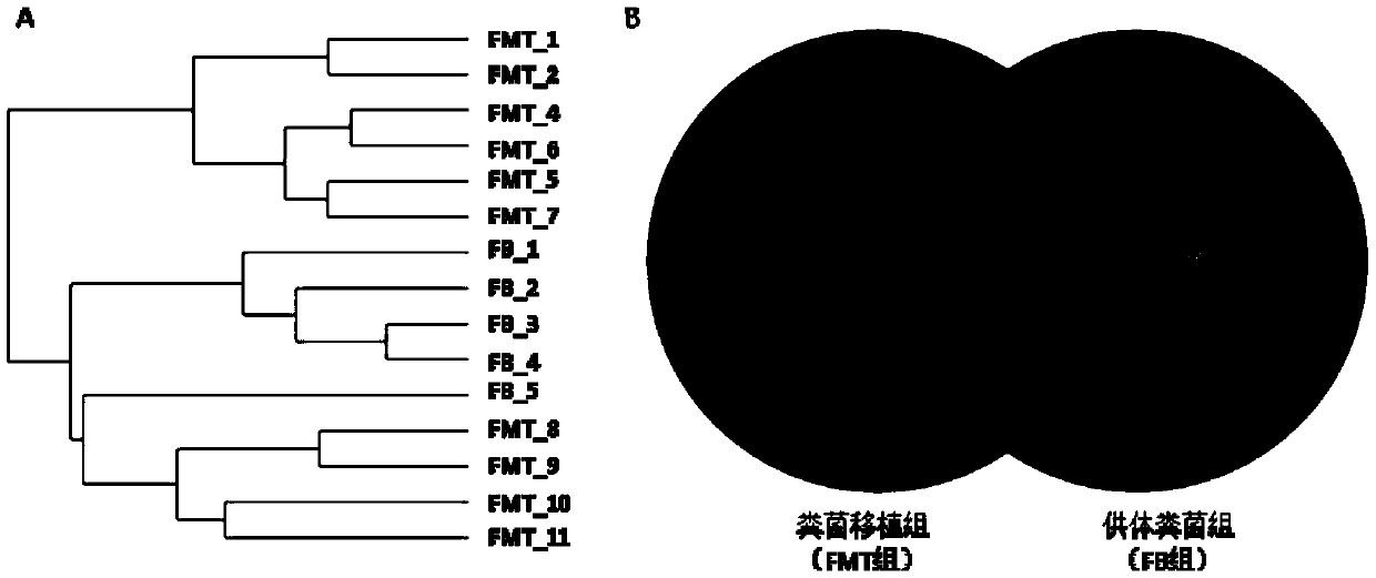 Construction method of feces transplantation experiment piglet model