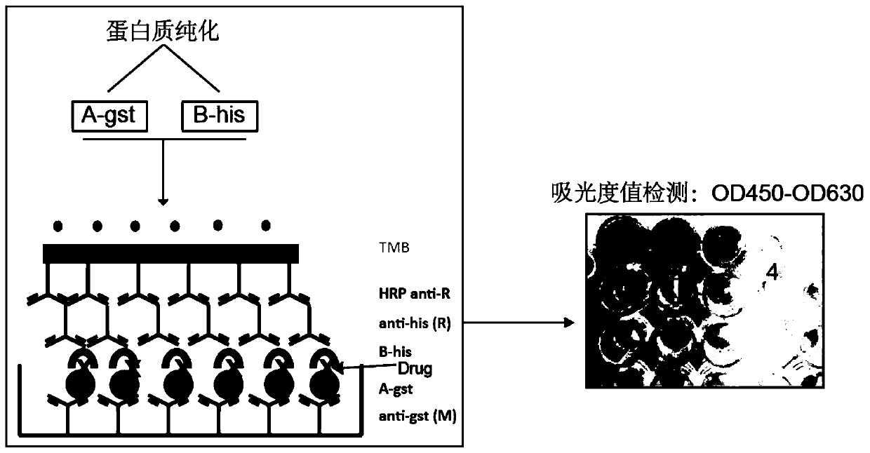 Application of avobenzone in the preparation of antitumor drugs