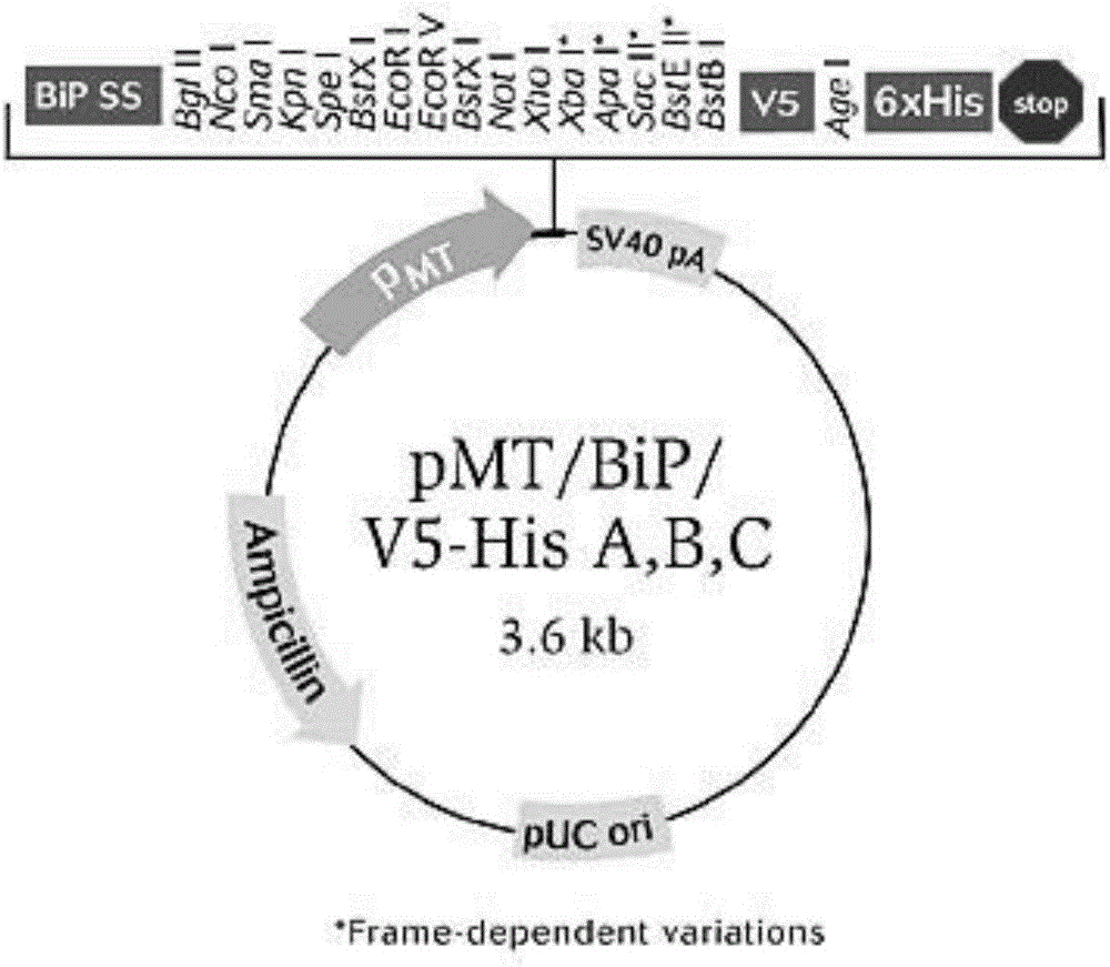 Preparation method of urokinase