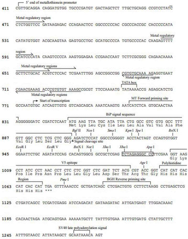 Preparation method of urokinase