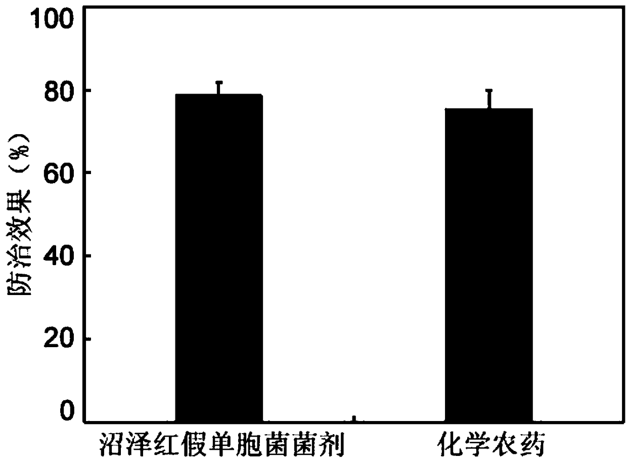 Rhodopseudomonas palustris strain, rhodopseudomonas palustris fungicide and application of fungicide