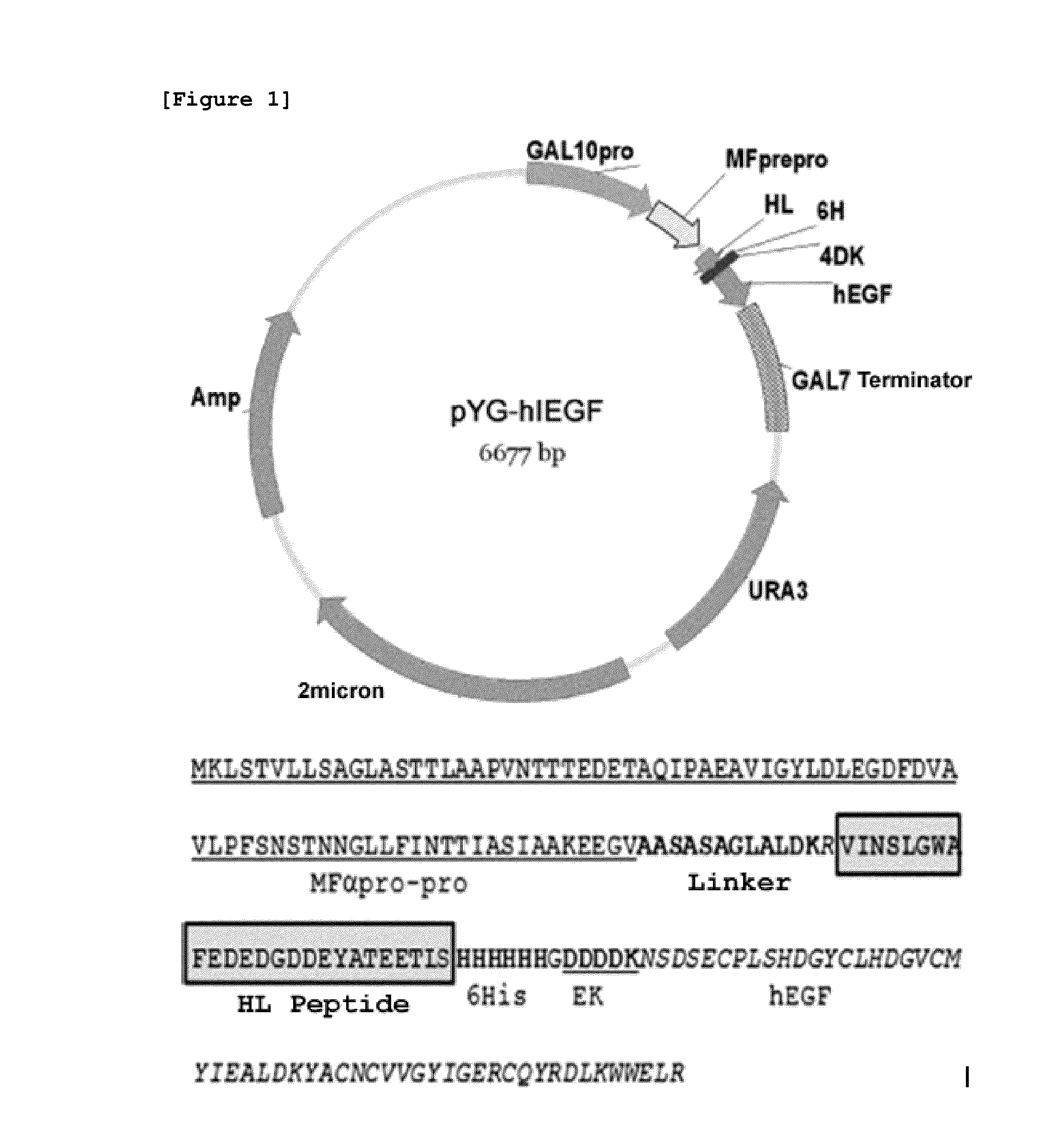 Method for producing human epidermal growth factor in large volume from yeast