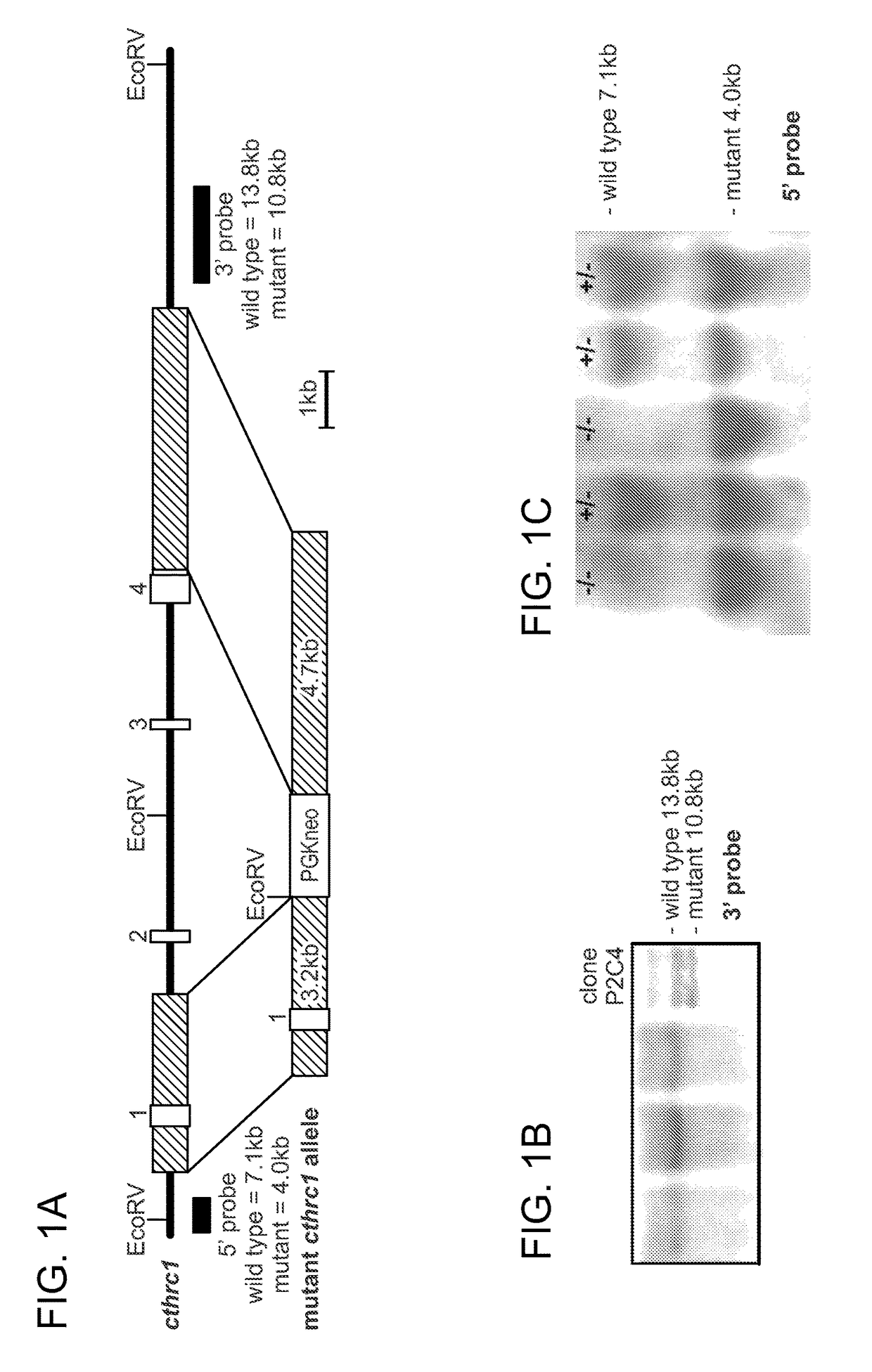 Kit for detecting Cthrc1 in a sample