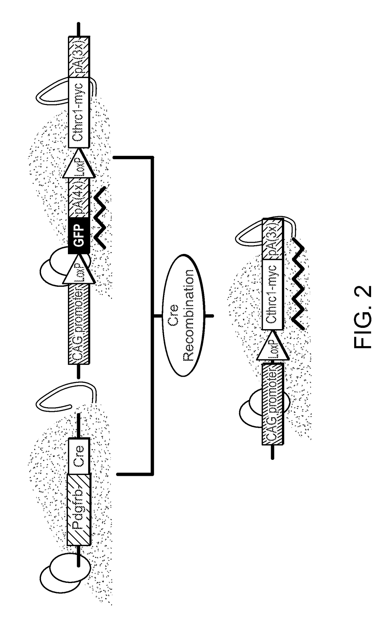 Kit for detecting Cthrc1 in a sample