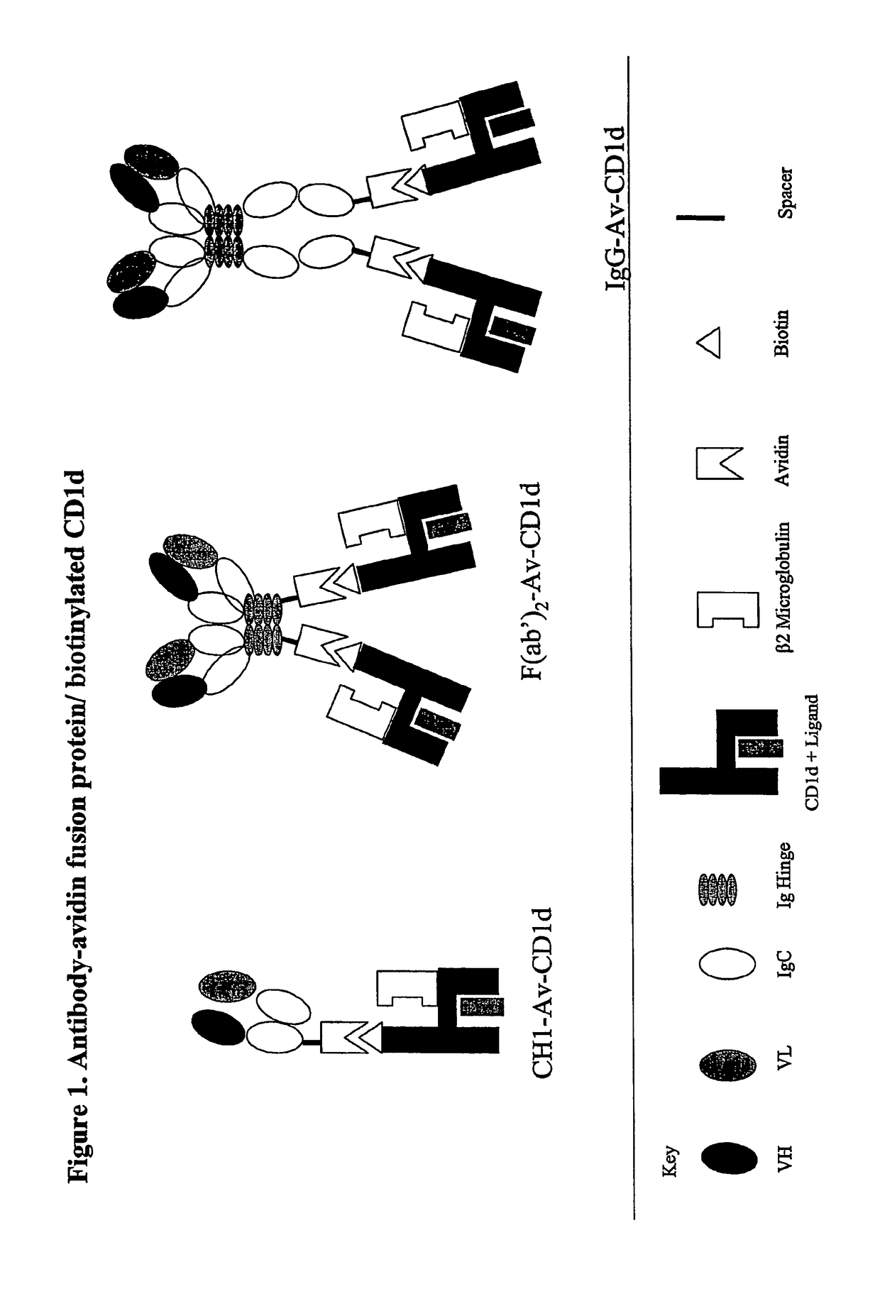 Targeted CD1d molecules