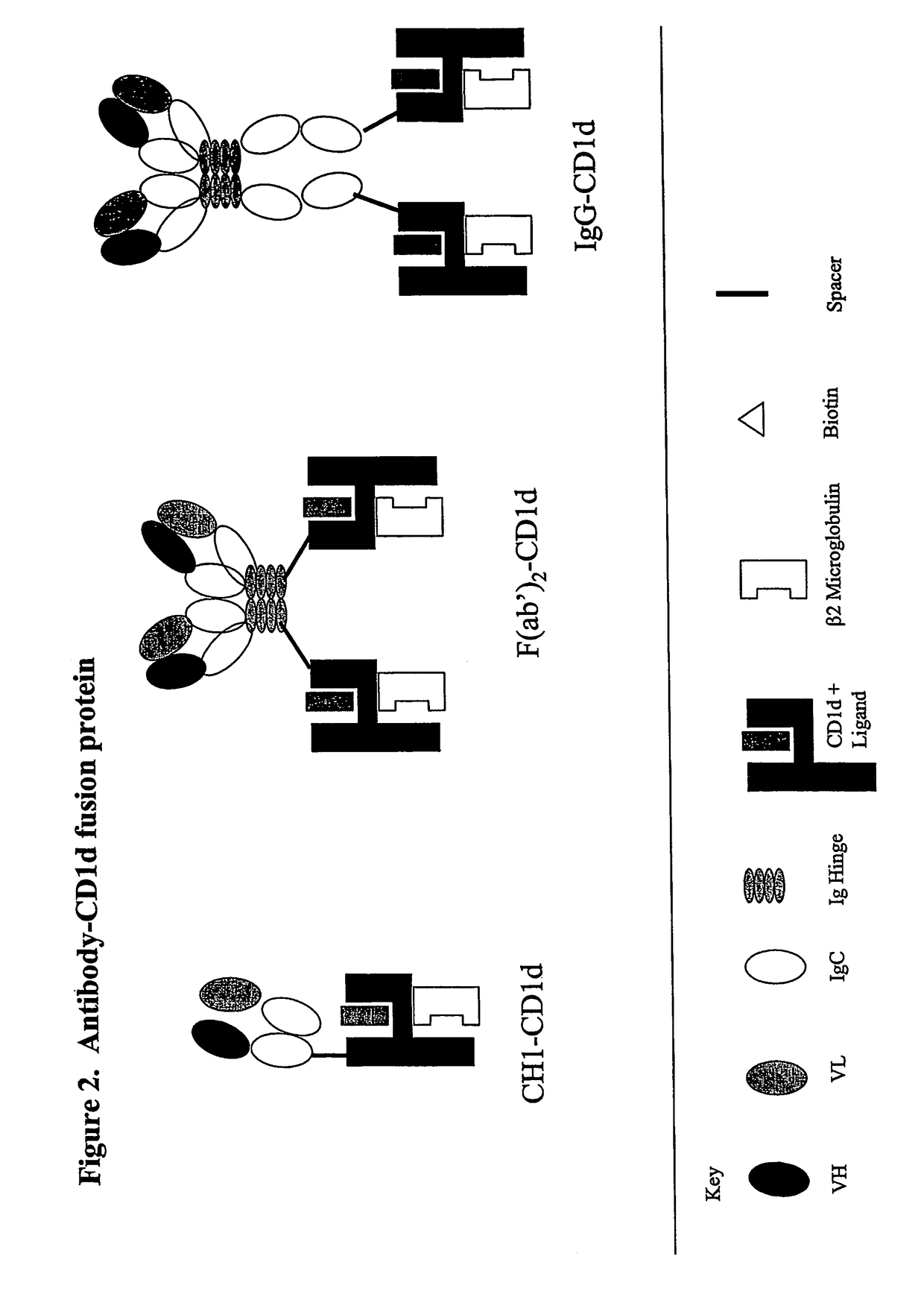 Targeted CD1d molecules