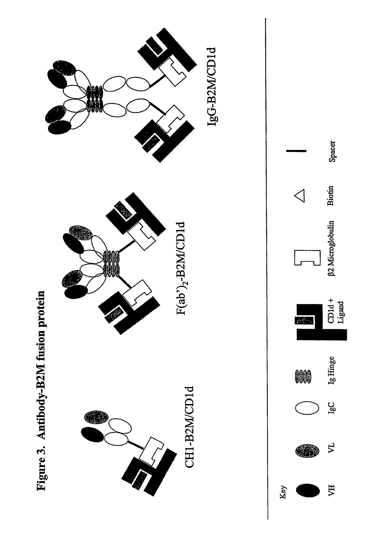 Targeted CD1d molecules