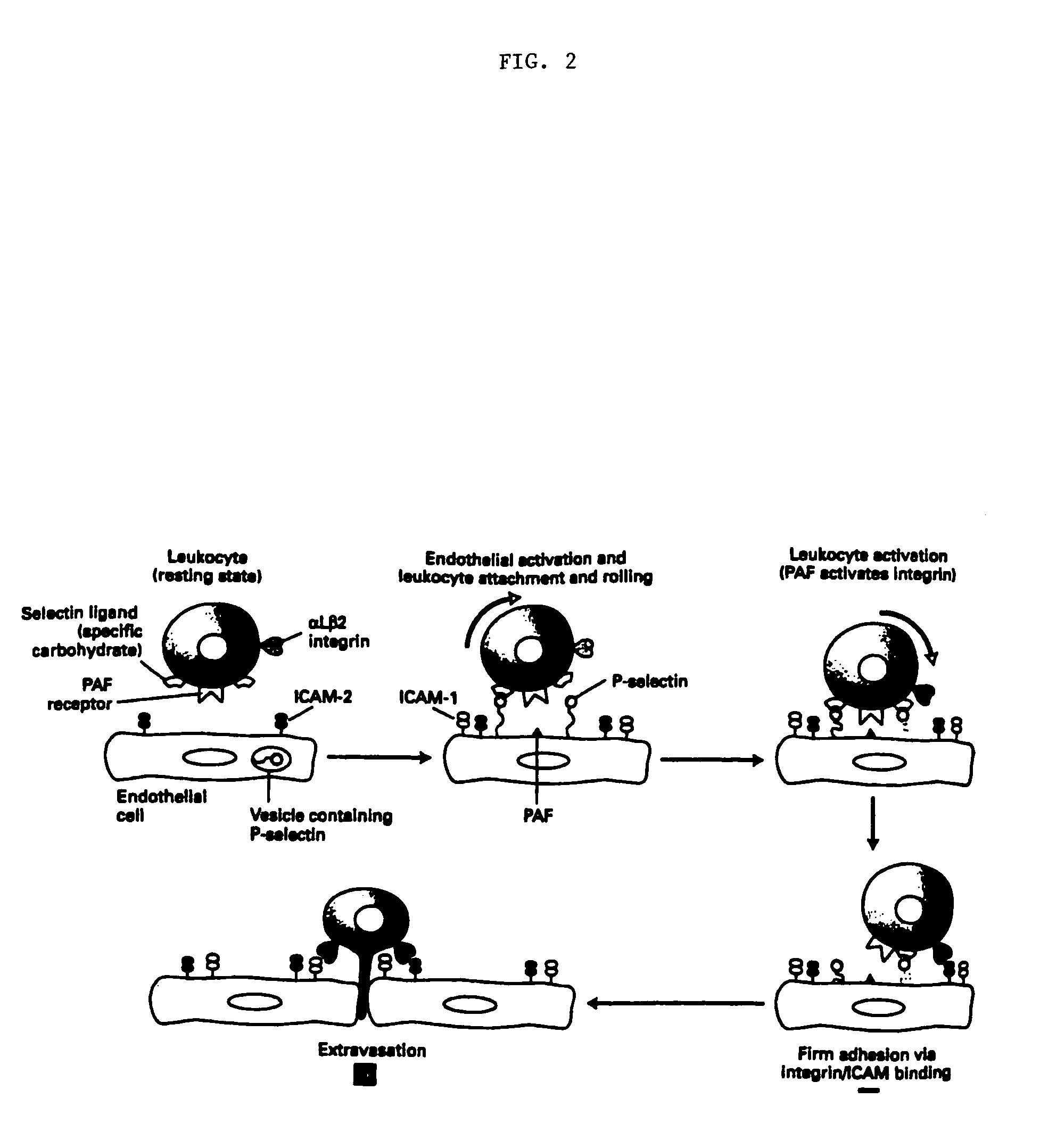 Methods of reducing extravasation of inflammatory cells