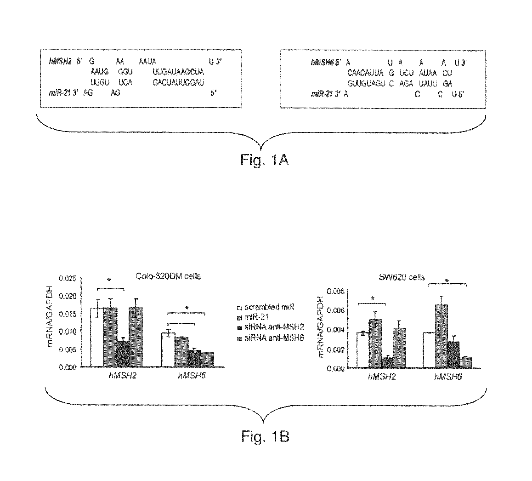 Materials and methods related to microRNA-21, mismatch repair, and colorectal cancer