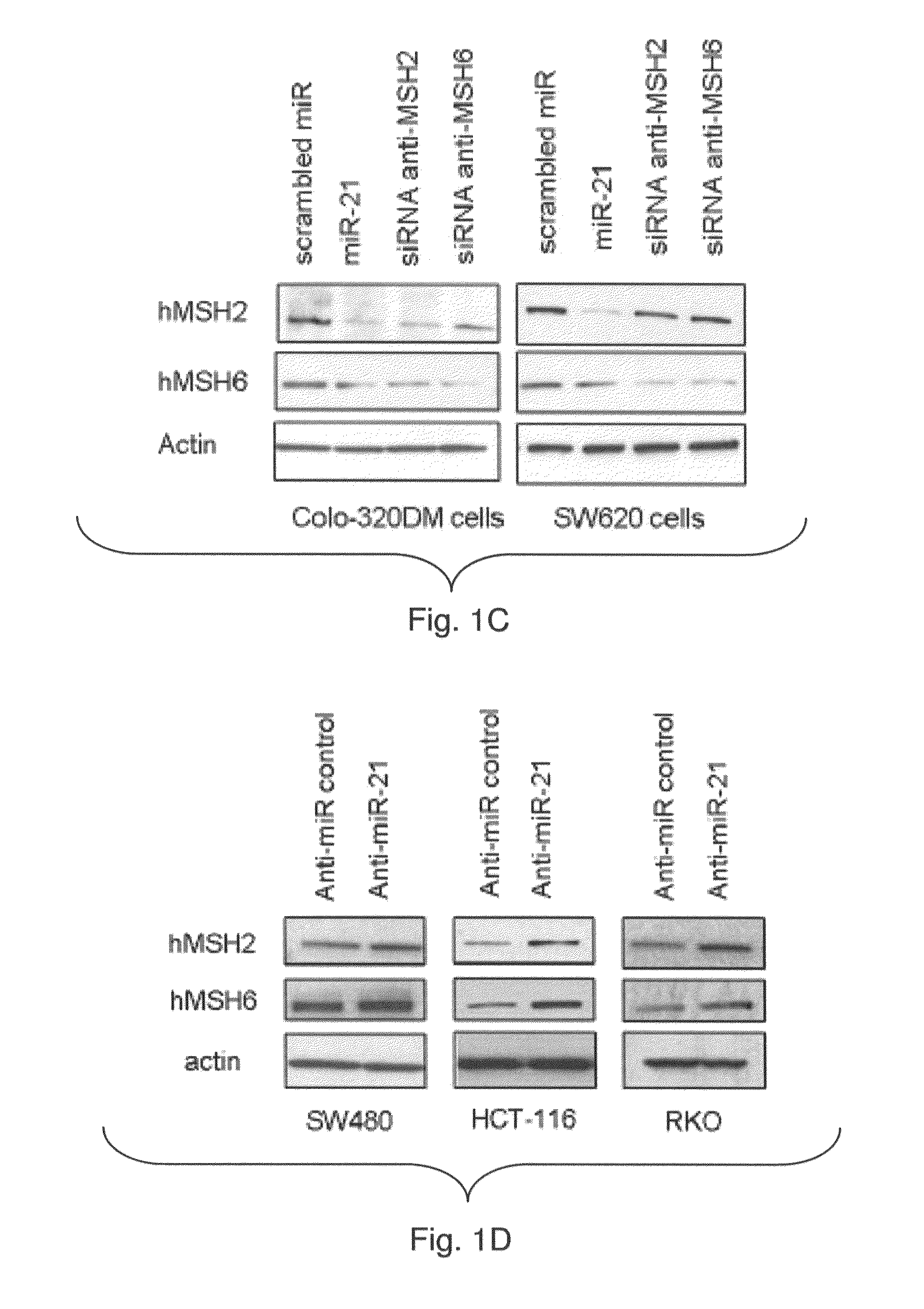 Materials and methods related to microRNA-21, mismatch repair, and colorectal cancer