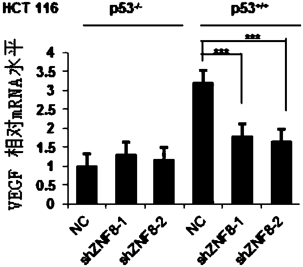 Application of substance for inhibiting expression of ZNF8 protein in preparing products for preventing and treating cancer