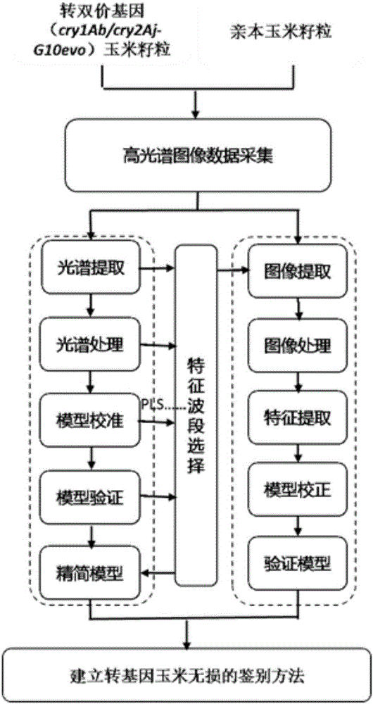 Hyperspectrum-based transgenic maize kernel recognition device and method