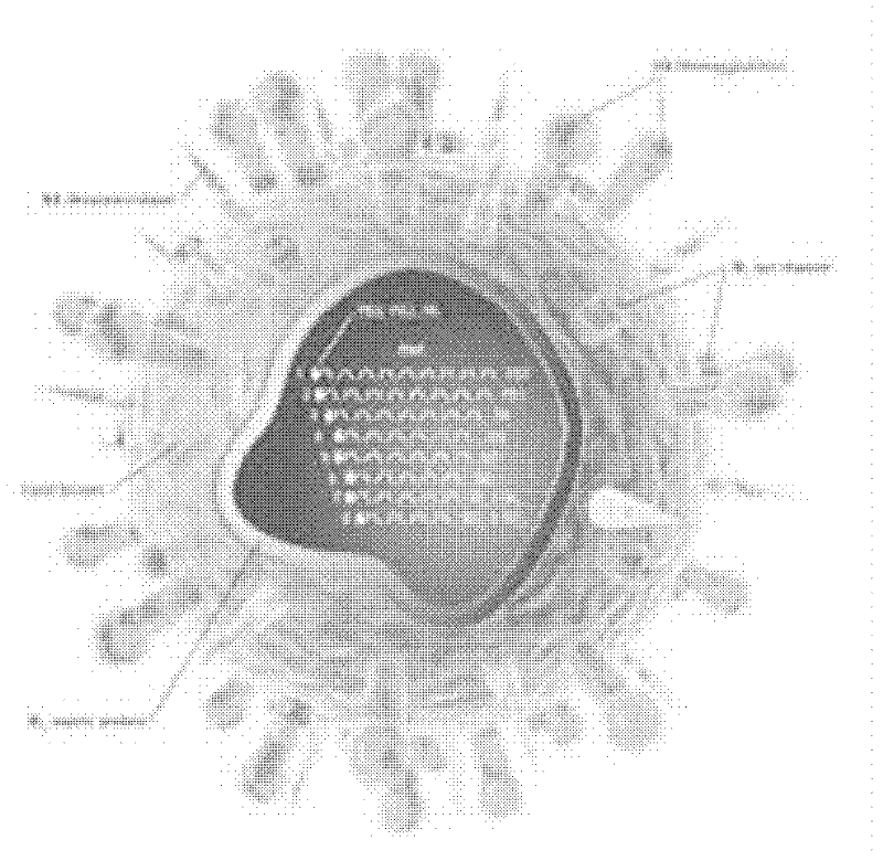 Synthesis method of anti-influenza and avian influenza virus resistant medicine peramivir