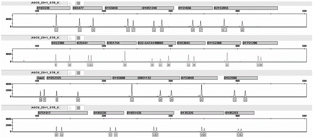 Fluorescence labeled multiplex amplification kit for simultaneously analyzing 24 loci of human genome DNA, and application thereof