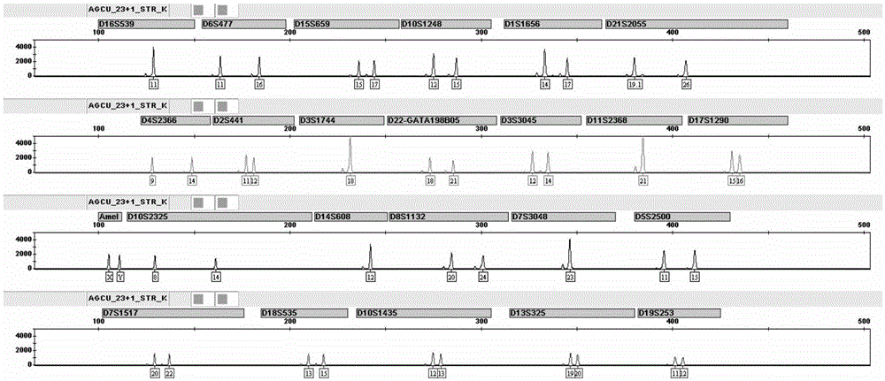 Fluorescence labeled multiplex amplification kit for simultaneously analyzing 24 loci of human genome DNA, and application thereof