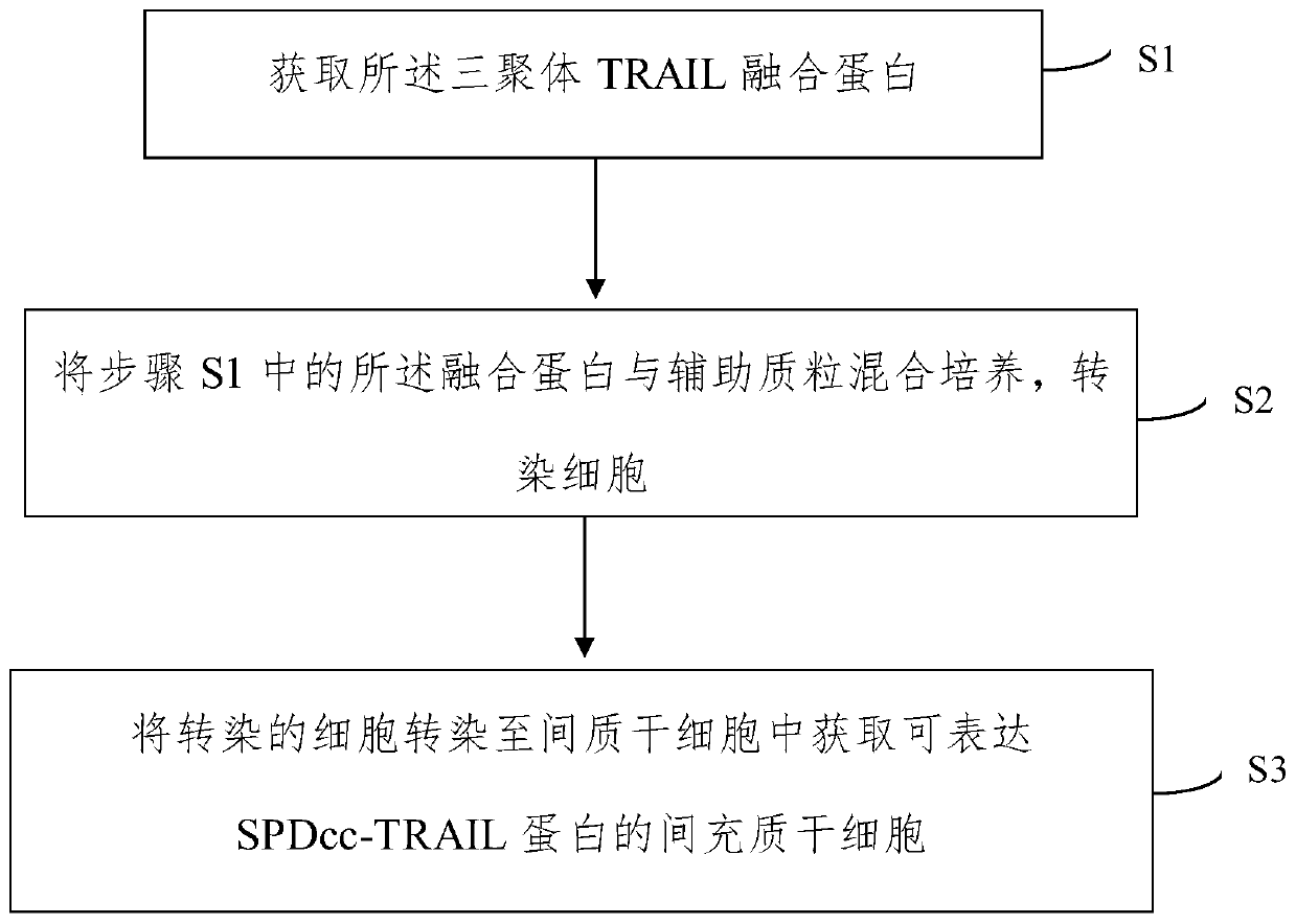 Method for gene modification of mesenchymal stem cells through tripolymer TRAIL fusion protein, and application